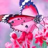 Pink Butterfly paint by numbers