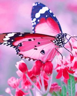 Pink Butterfly paint by numbers