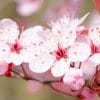 Pink Cheery Blossom Flower paint by numbers