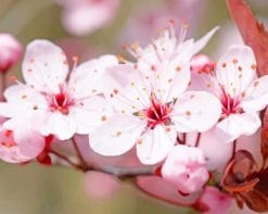 Pink Cheery Blossom Flower paint by numbers