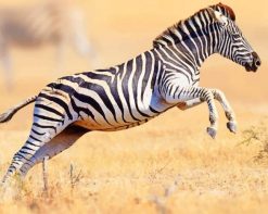 Running Zebra Paint By Numbers