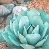 Succulent Near Rocks paint by numbers