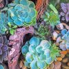 succulents plants paint by number