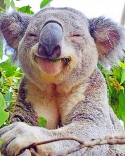 Very Happy Baby Koala paint by numbers