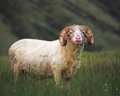 White Horned Sheep paint by number