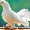 white pigeon bird adult paint by numbers