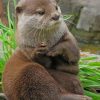 Asian Small Clawed Otter paint by numbers