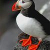 Atlantic Puffin Bird paint by numbers