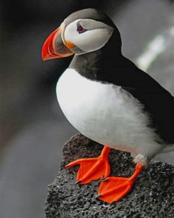 Atlantic Puffin Bird paint by numbers