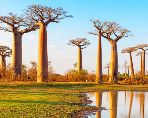 Baobab Trees Iconic Baobab African Trees paint by numbers