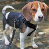 Beagle Dog paint by numbers