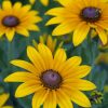 Black Eyed Susan paint by numbers