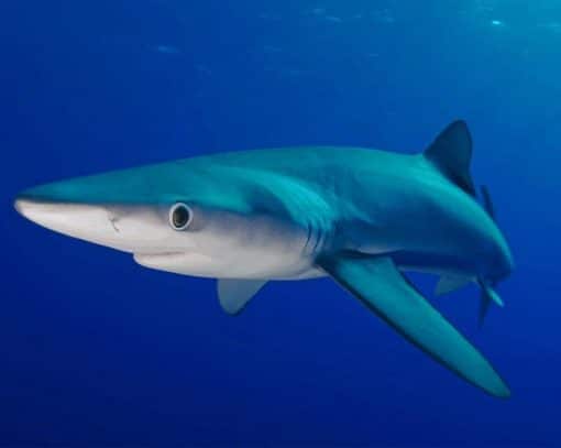 The Ocean Life Of A Blue Shark paint by numbers