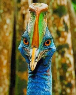 Cassowaries Bird paint by numbers