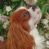 Cavalier King Charles Spaniel paint by numbers