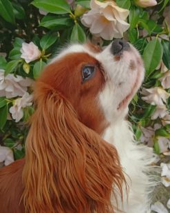 Cavalier King Charles Spaniel paint by numbers