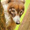 Coati Animal paint by numbers