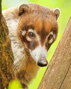 Coati Animal paint by numbers