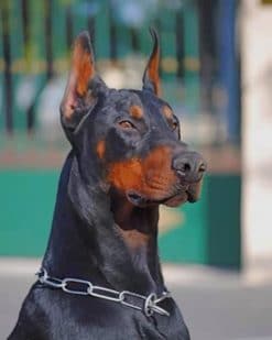 Dobermann Dog paint by numbers