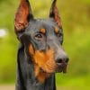 Dobermann paint by numbers