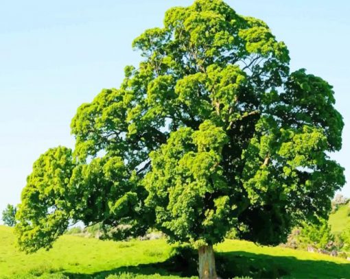 The English Oak Tree paint with numbers