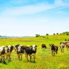 Farm Landscape With Animals paint by numbers