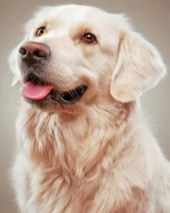 Golden Retriever Dog paint by numbers