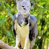 Harpy Eagle Bird paint by numbers