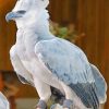 Harpy Eagle paint by numbers