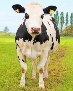 Holstein Friesian Cattle paint by numbers