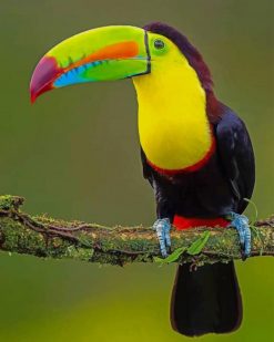 Keel Billed Toucan Bird paint by numbers