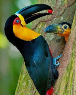 Keel Billed Toucan paint by numbers