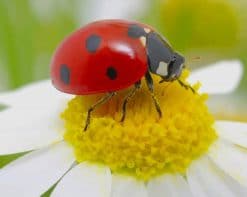 Ladybug On White Flower paint by number