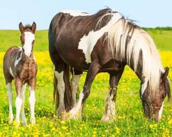 Lovely Horse And Foal paint by number