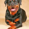 Rottweiler Dog paint by numbers