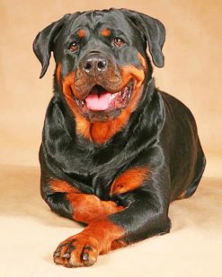 Rottweiler Dog paint by numbers