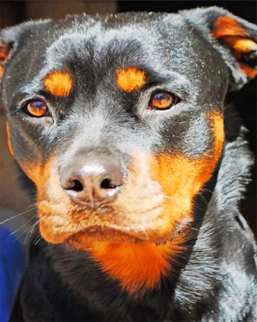 Rottweiler Face paint by numbers