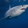 Shortfin Mako Shark Sea Life paint by numbers