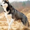 Siberian Husky Dog paint by numbers