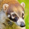 South American coati paint by numbers