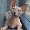 Sphynx Rare Breed Of Cats paint by numbers