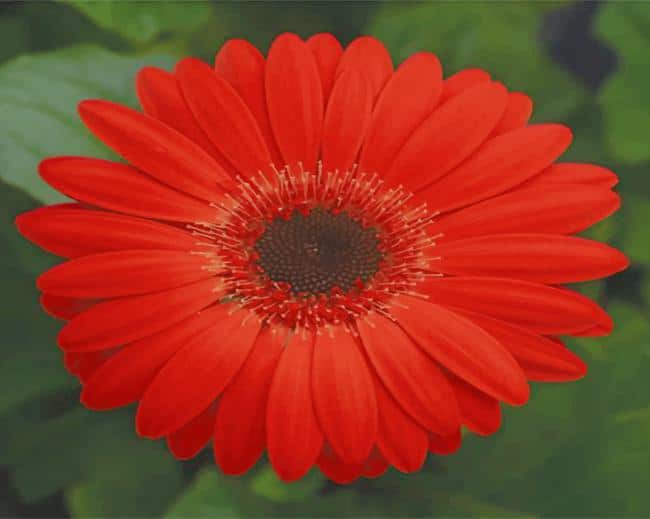 Transvaal Daisy Flower paint by numbers