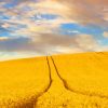 Wheat Field Landscape Farm paint by numbers