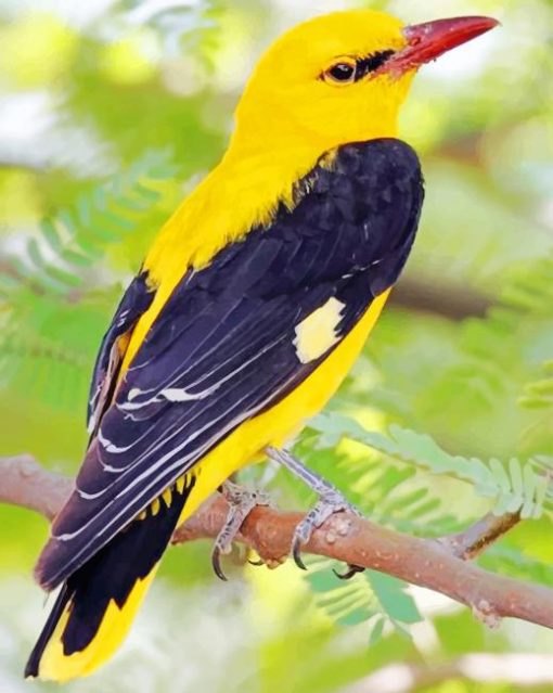 Yellow Oriole Bird paint by numbers