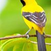 Yellow Oriole paint by numbers