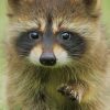 Adorable Baby Raccoon paint by numbers