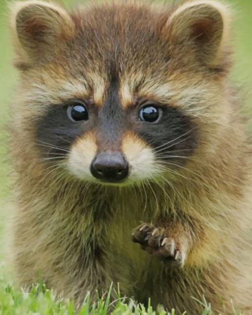 Adorable Baby Raccoon paint by numbers