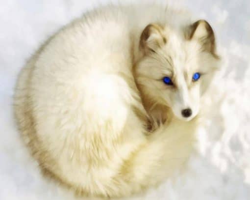 Arctic Fox Blue Eyes paint by number