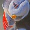 Atlantic Puffin Face paint by numbers