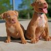 Baby Pit Bull Dogs paint by numbers